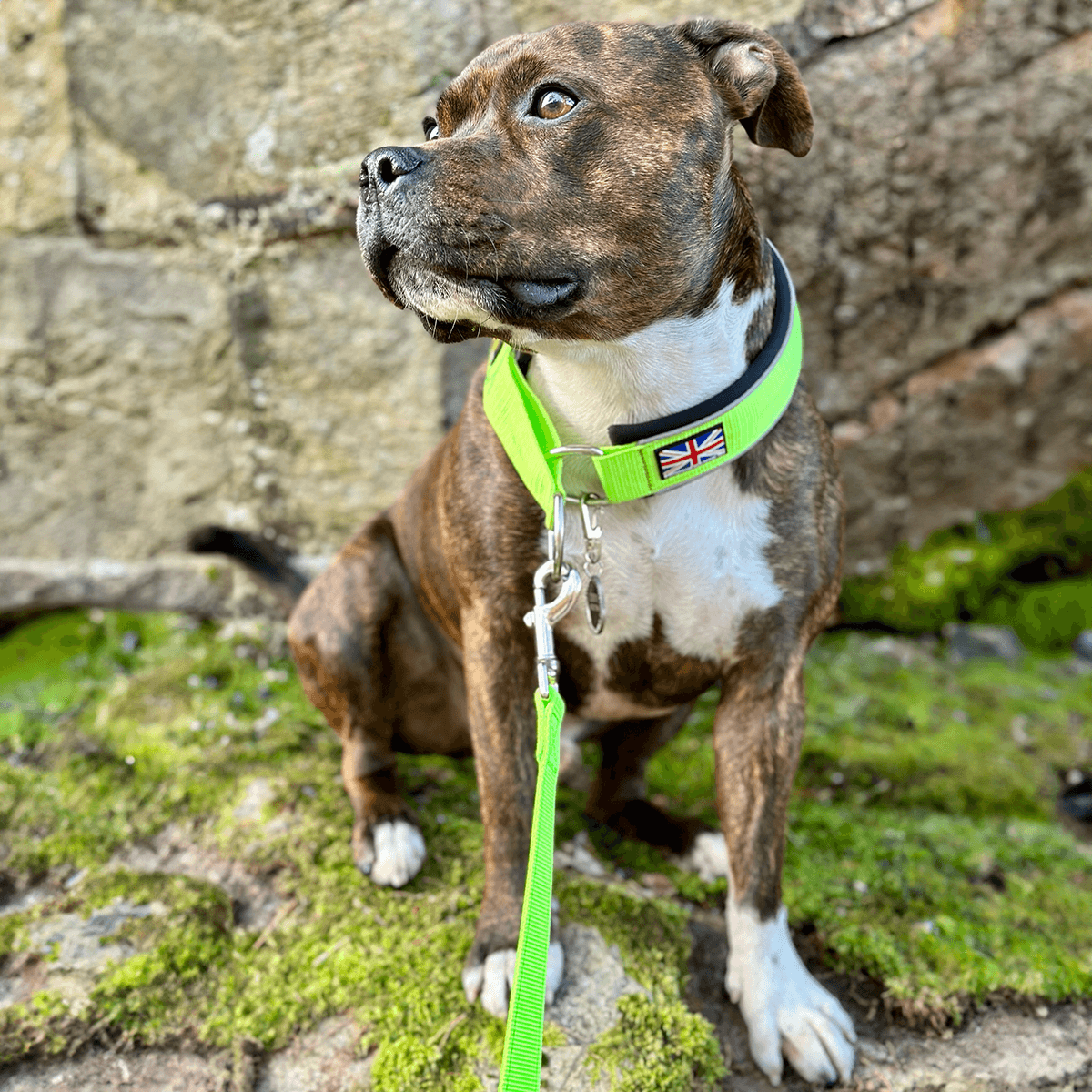 Staffordshire Bull Terrier 1935® Martingale Collar - Chevy Edition - Neon Green