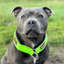 Martingale Collar Staffordshire Bull Terrier 1935®