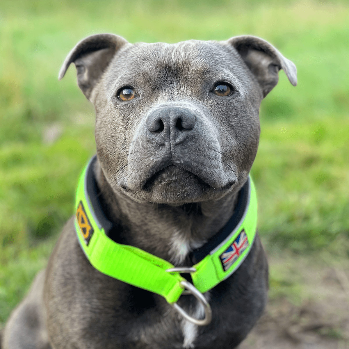 Martingale Collar Staffordshire Bull Terrier 1935®