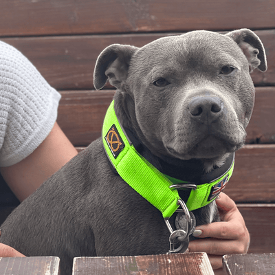 Martingale Collar Staffordshire Bull Terrier 1935®