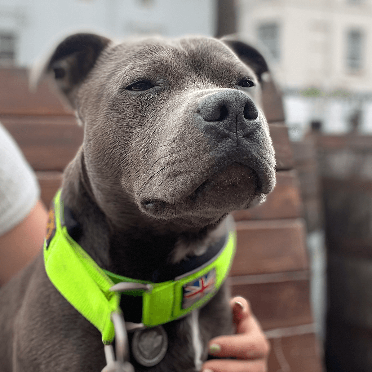 Martingale Collar Staffordshire Bull Terrier 1935®