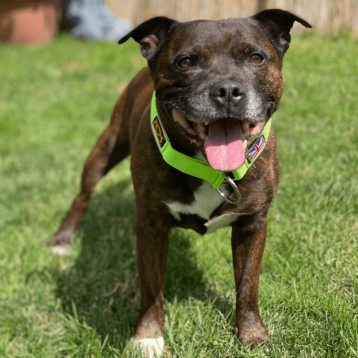 Martingale Collar Staffordshire Bull Terrier 1935®