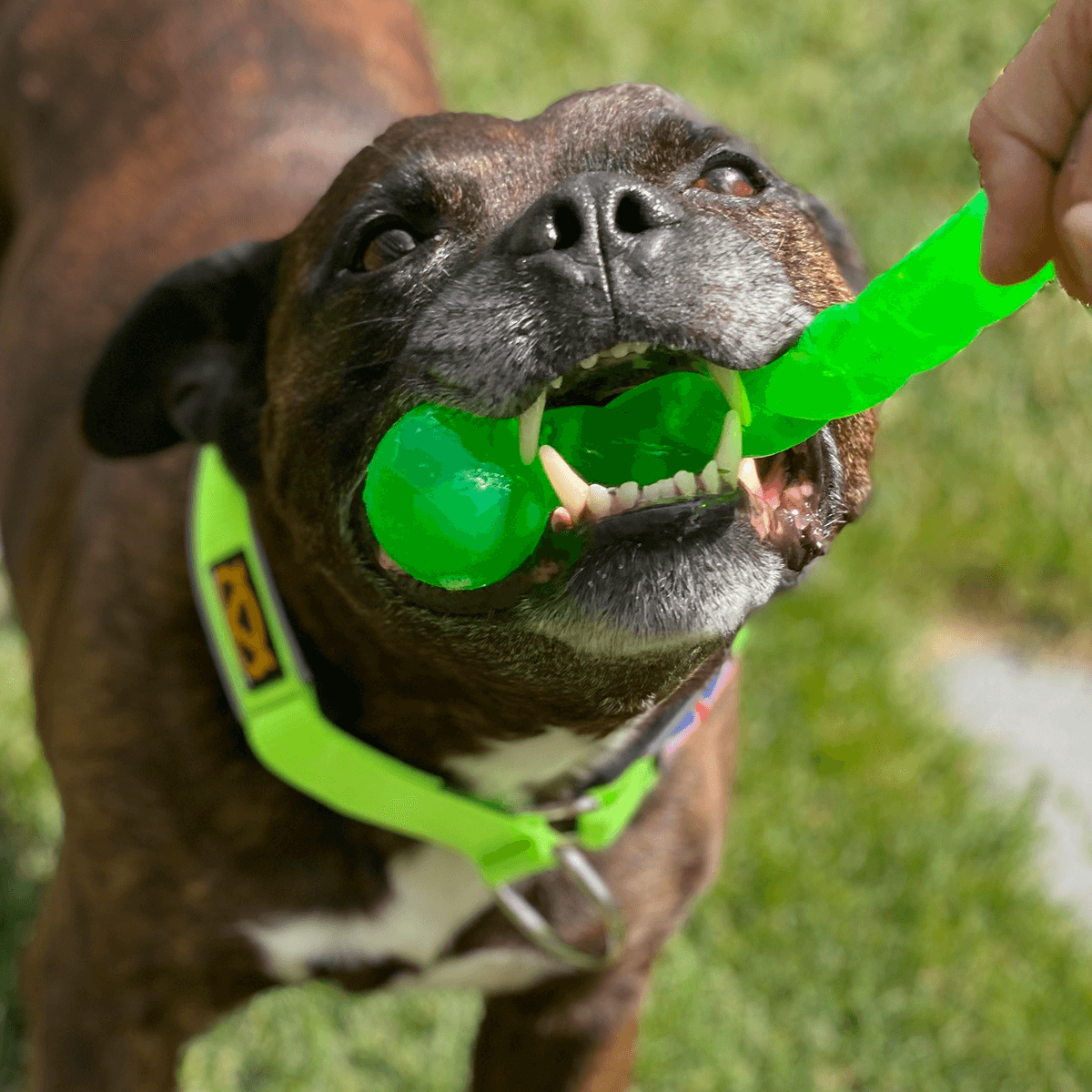 Martingale Collar Staffordshire Bull Terrier 1935®