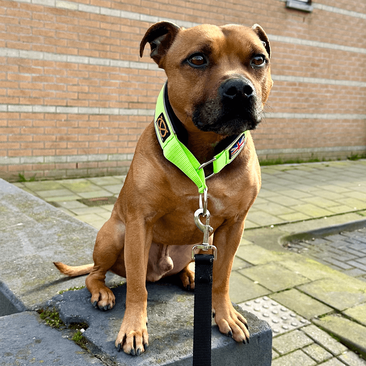 Martingale Half Choke Collar Staffordshire Bull Terrier 1935®