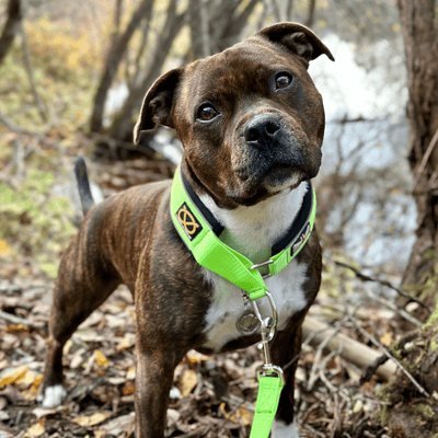  Staffordshire Bull Terrier 1935® Collier Martingale - Édition Chevy - Vert Fluo et Noir