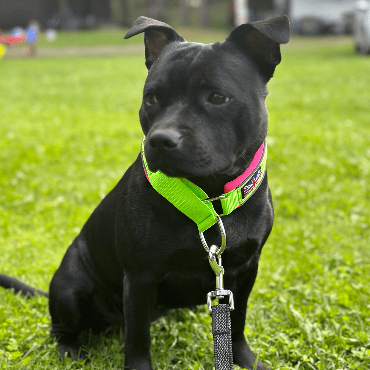 Martingale Half Choke Collar Staffordshire Bull Terrier 1935®