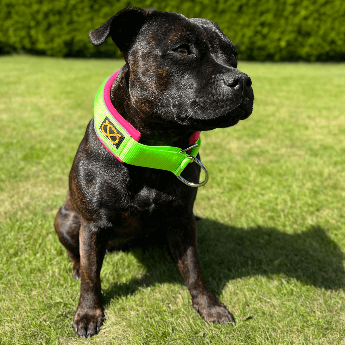 Martingale Half Choke Collar Staffordshire Bull Terrier 1935®