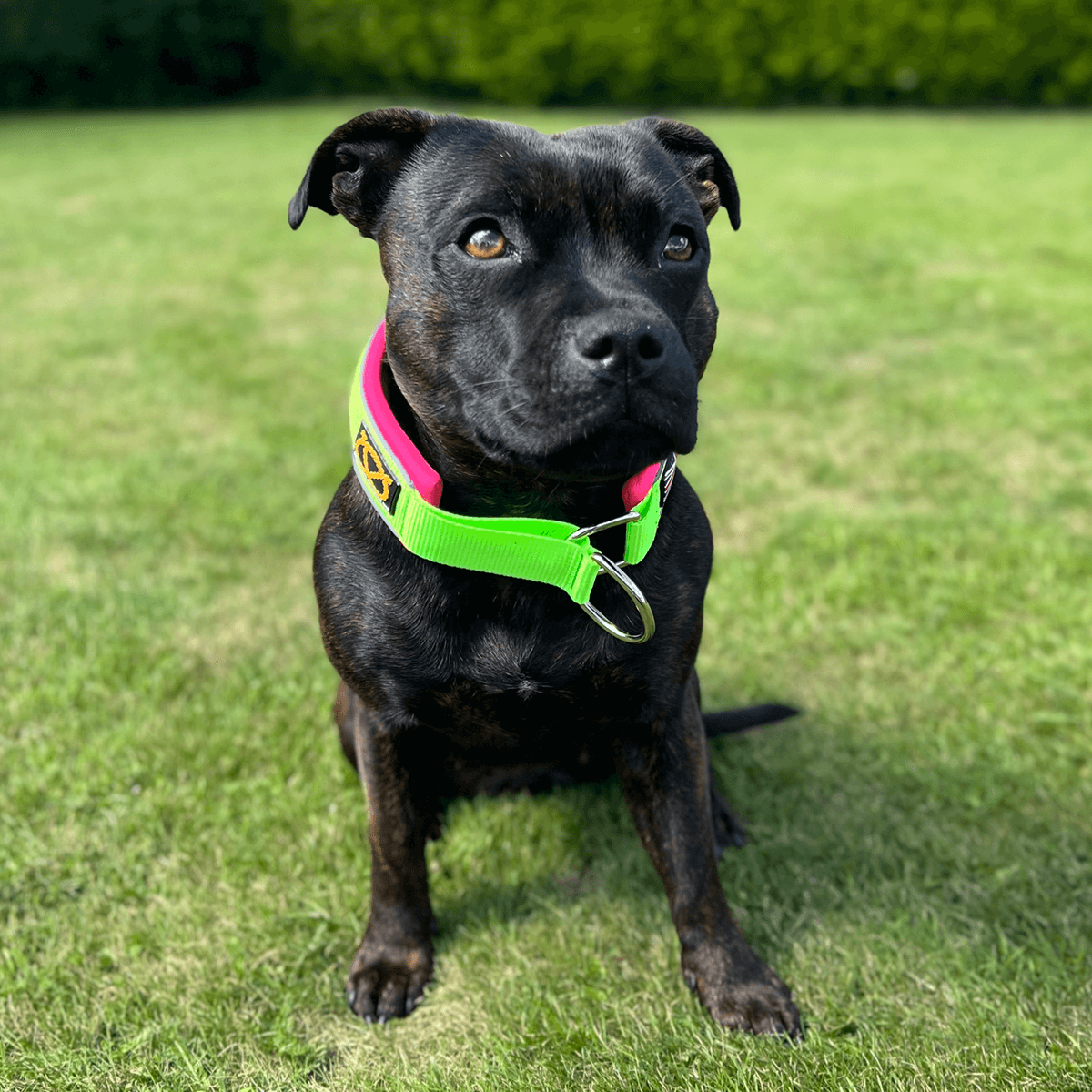 Martingale Half Choke Collar Staffordshire Bull Terrier 1935®