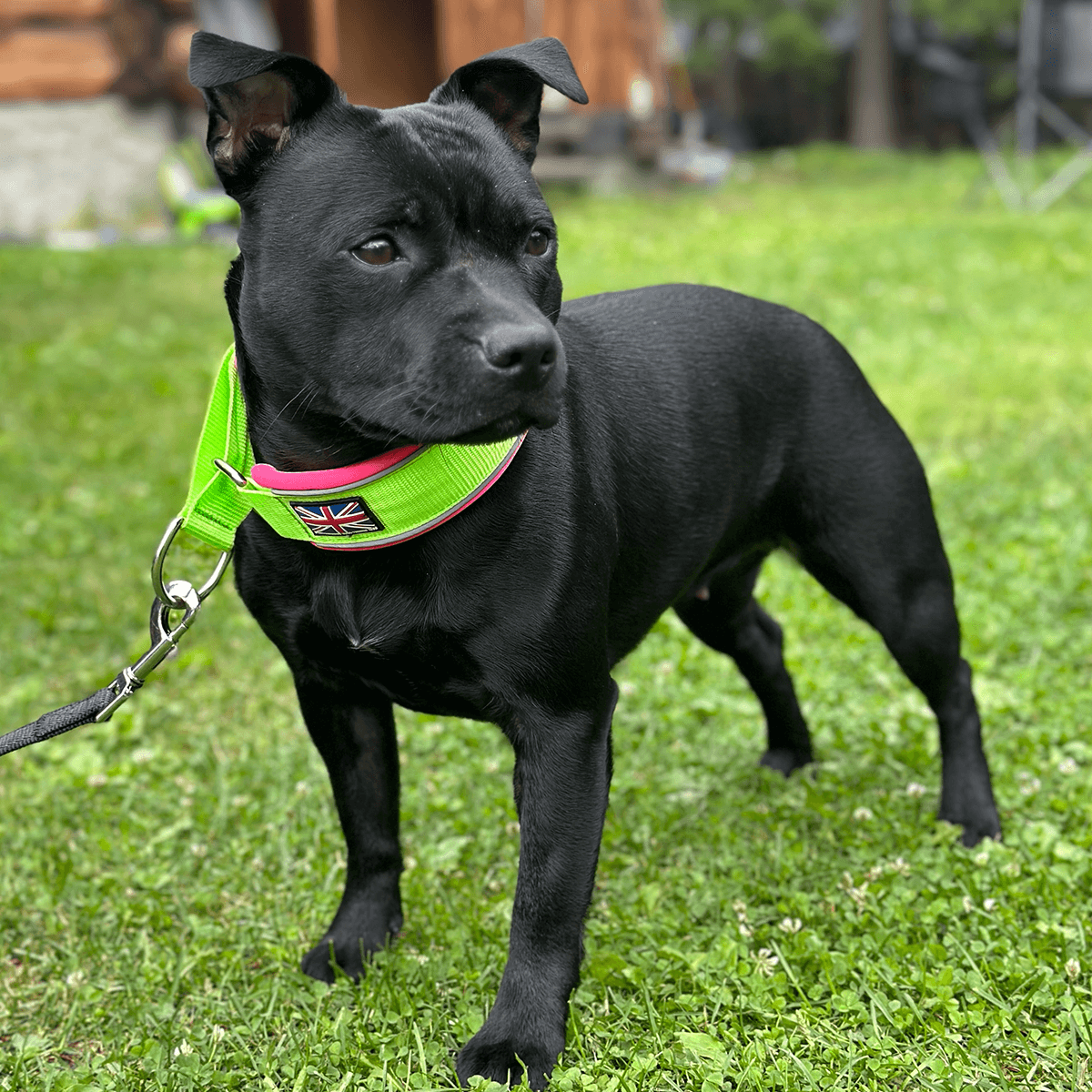 Martingale Half Choke Collar Staffordshire Bull Terrier 1935®