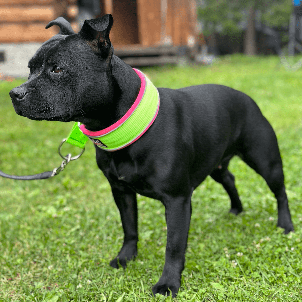 Martingale Half Choke Collar Staffordshire Bull Terrier 1935®