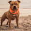 Martingale Half Choke Collar Staffordshire Bull Terrier 1935®