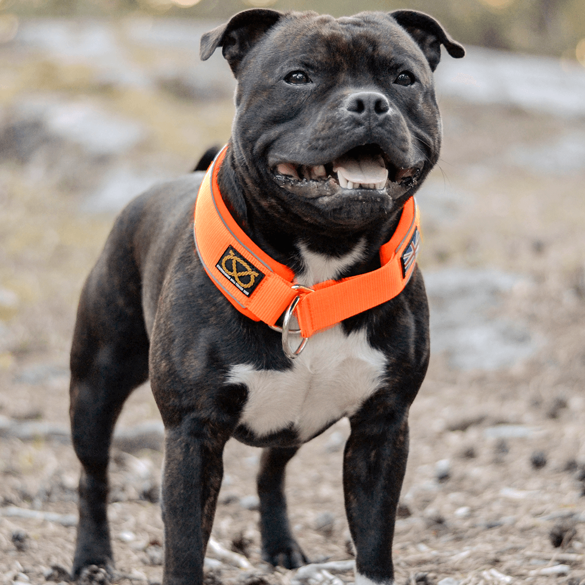 Martingale Half Choke Collar Staffordshire Bull Terrier 1935®