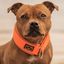 Martingale Half Choke Collar Staffordshire Bull Terrier 1935®