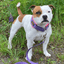 staffy-martingale-purple-neonpink-1.png