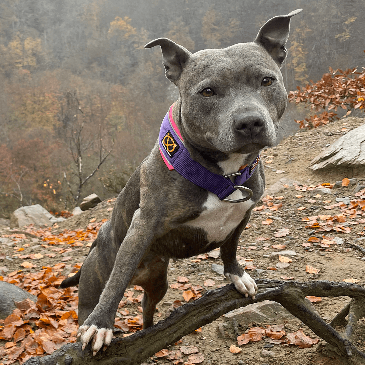 Staffordshire Bull Terrier 1935® Martingale Collar - Purple & Neon Pink