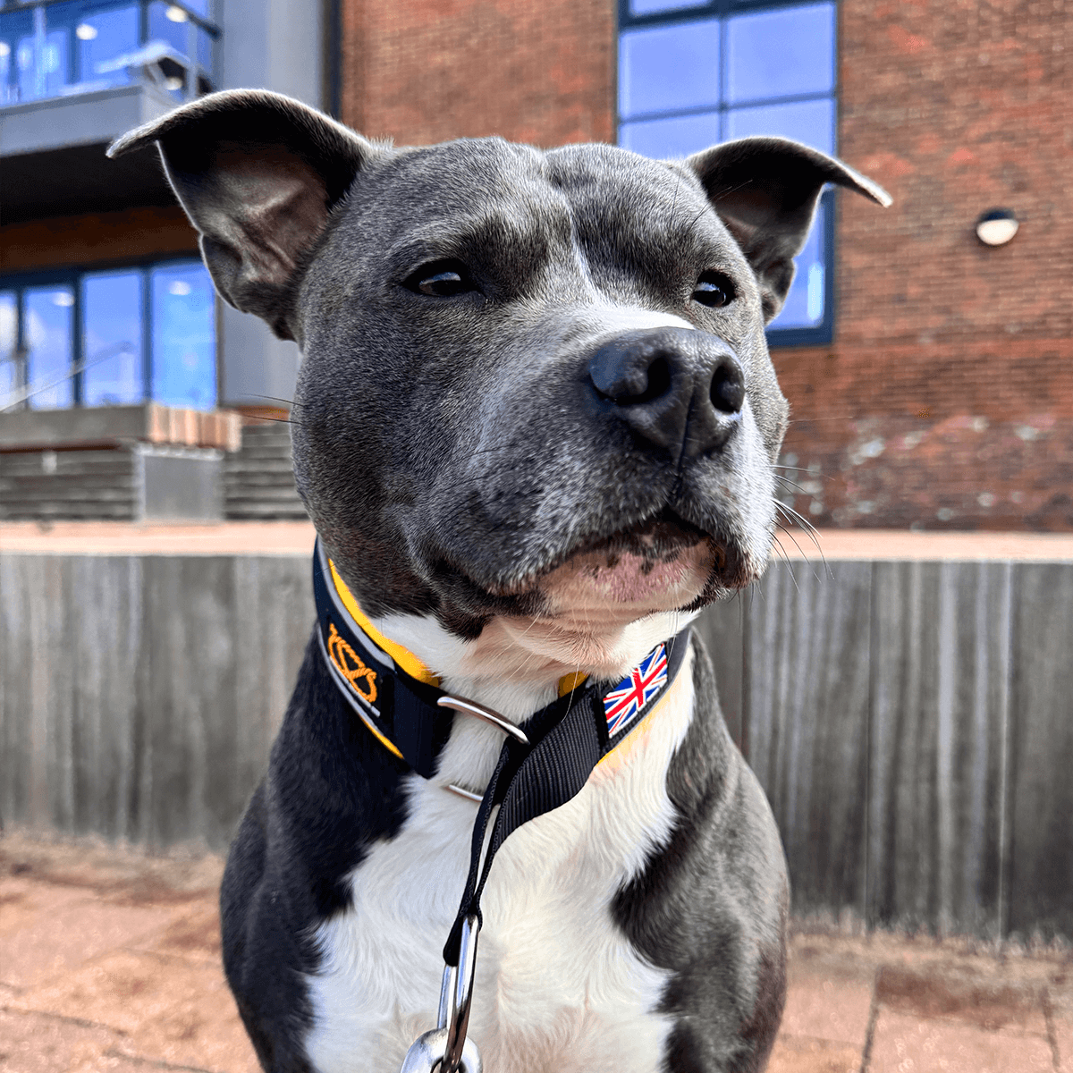 Martingale Half Choke Collar Staffordshire Bull Terrier 1935®