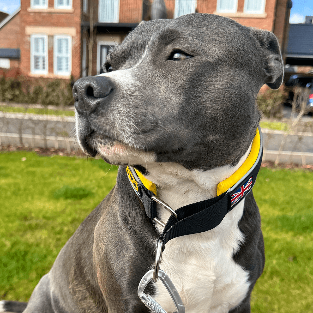 Martingale Half Choke Collar Staffordshire Bull Terrier 1935®