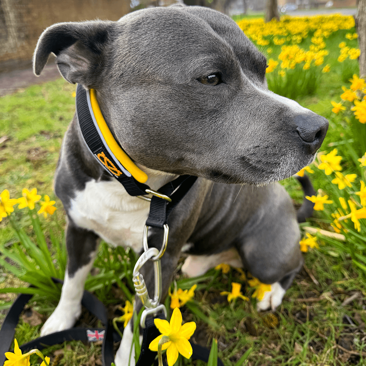 Martingale Half Choke Collar Staffordshire Bull Terrier 1935®