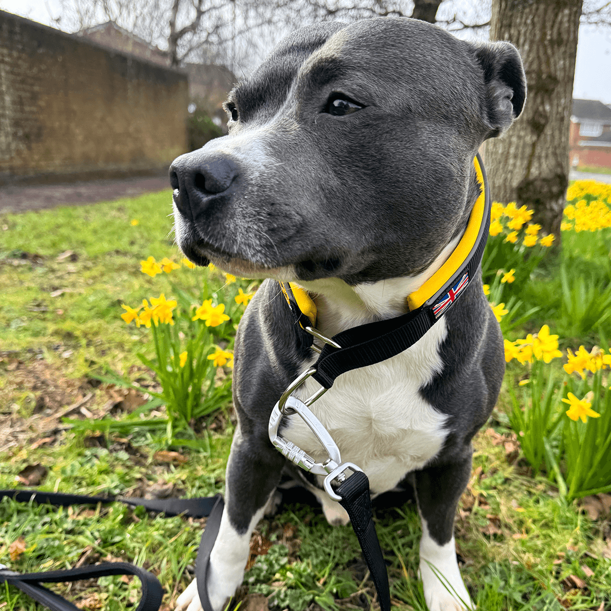 Martingale Half Choke Collar Staffordshire Bull Terrier 1935®