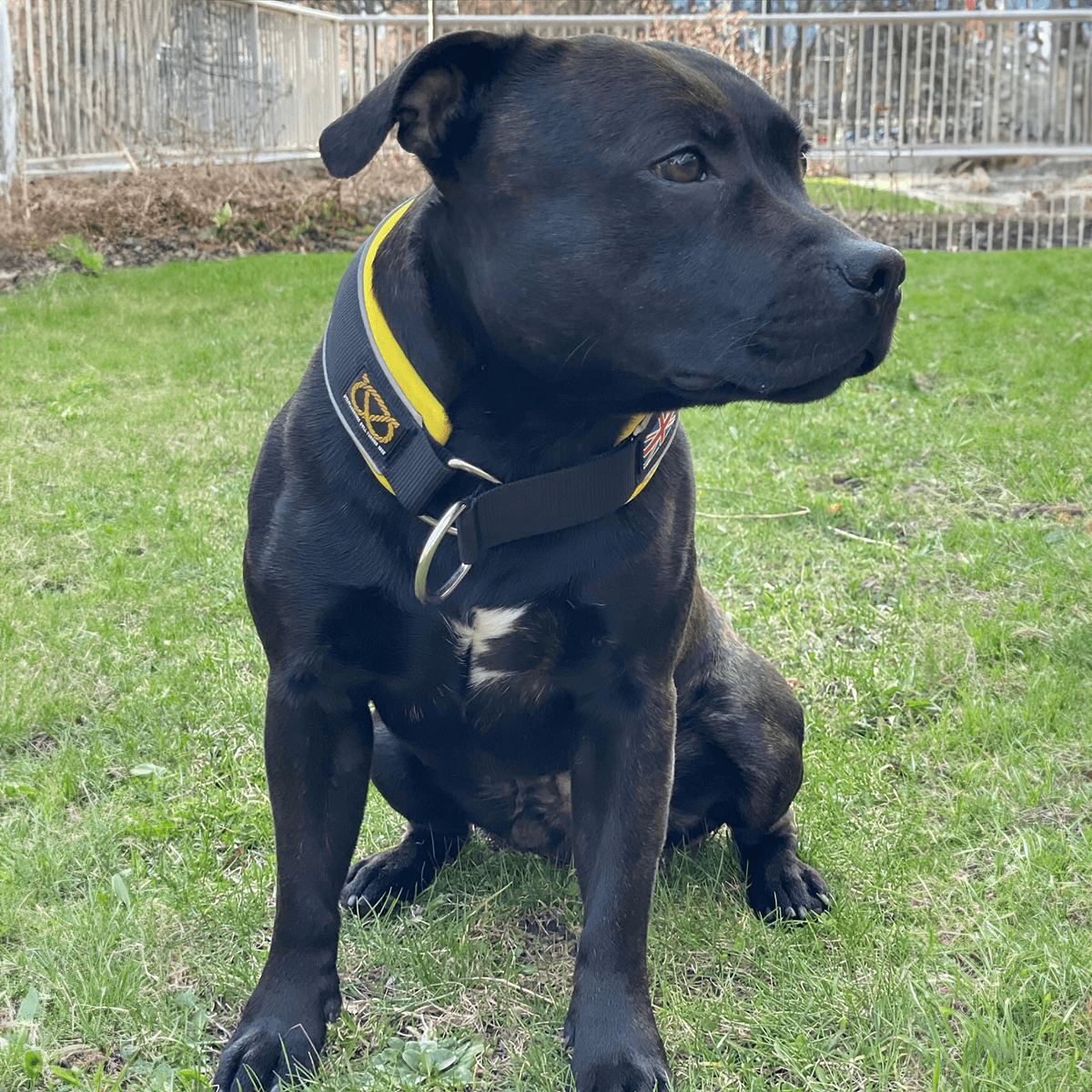 Martingale Half Choke Collar Staffordshire Bull Terrier 1935®