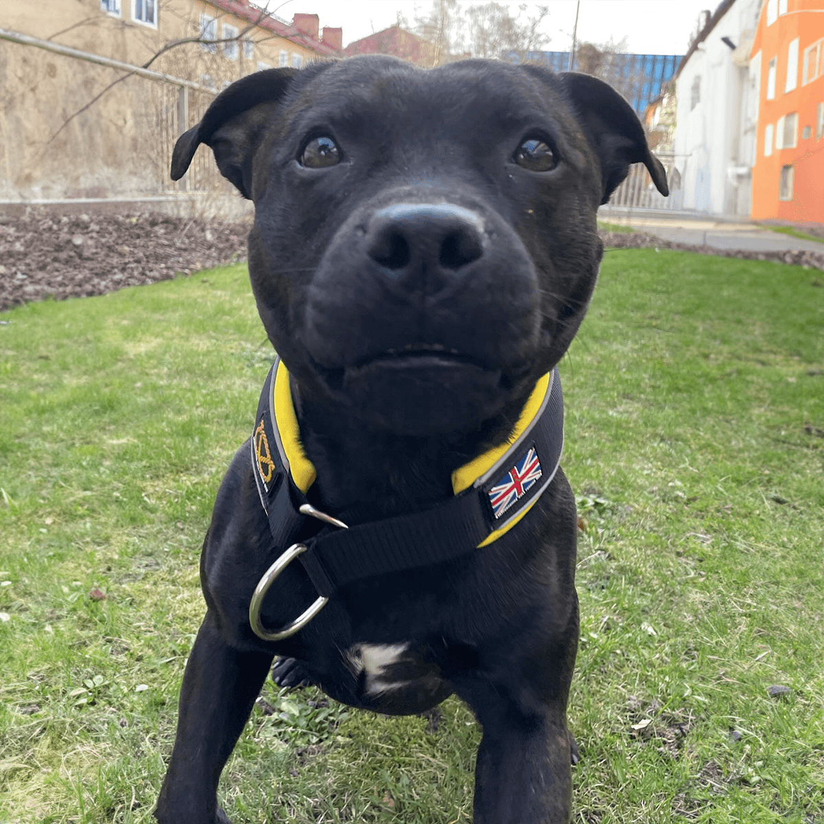 Martingale Half Choke Collar Staffordshire Bull Terrier 1935®