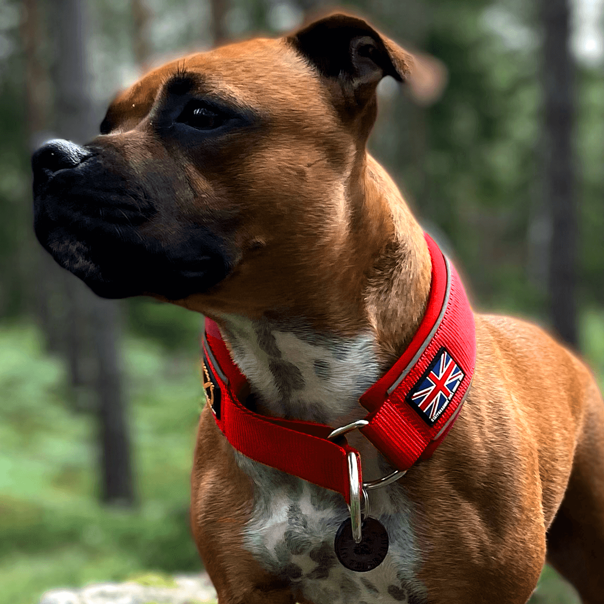 Martingale Half Choke Collar Staffordshire Bull Terrier 1935®