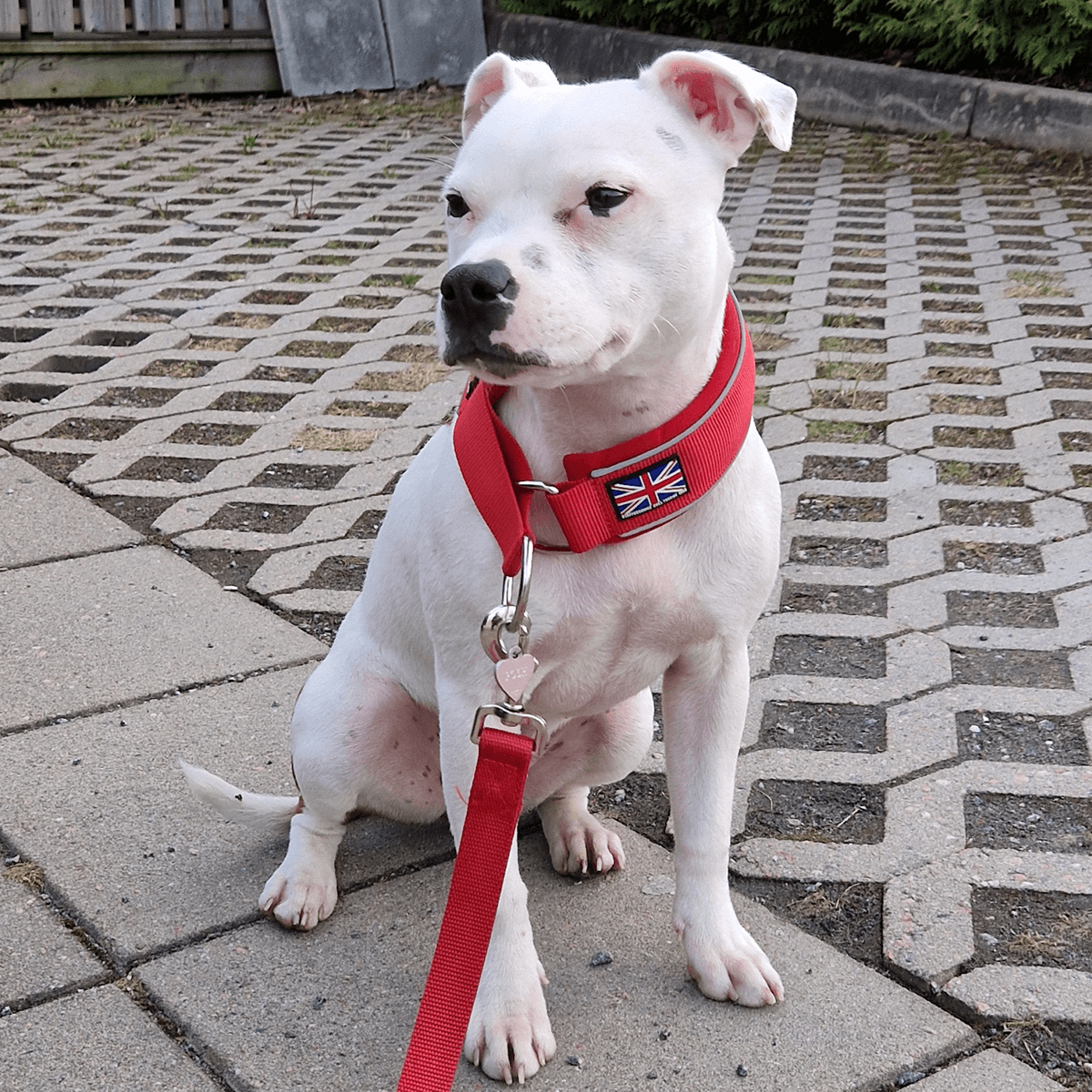 Staffordshire Bull Terrier 1935® Martingale Collar - Red