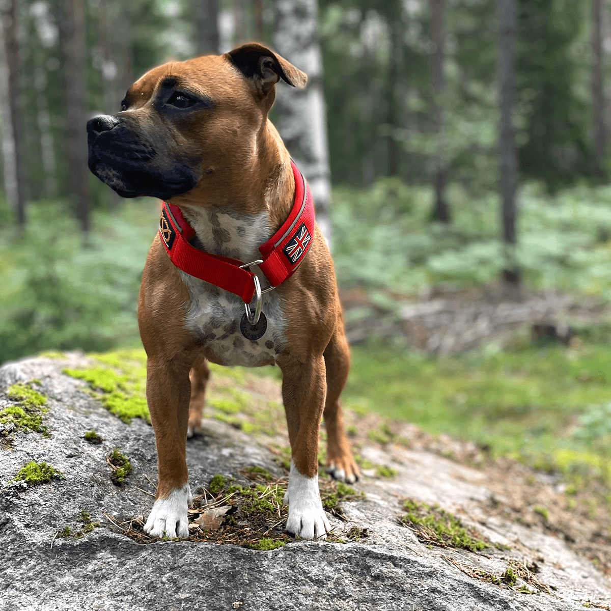 Martingale Half Choke Collar Staffordshire Bull Terrier 1935®