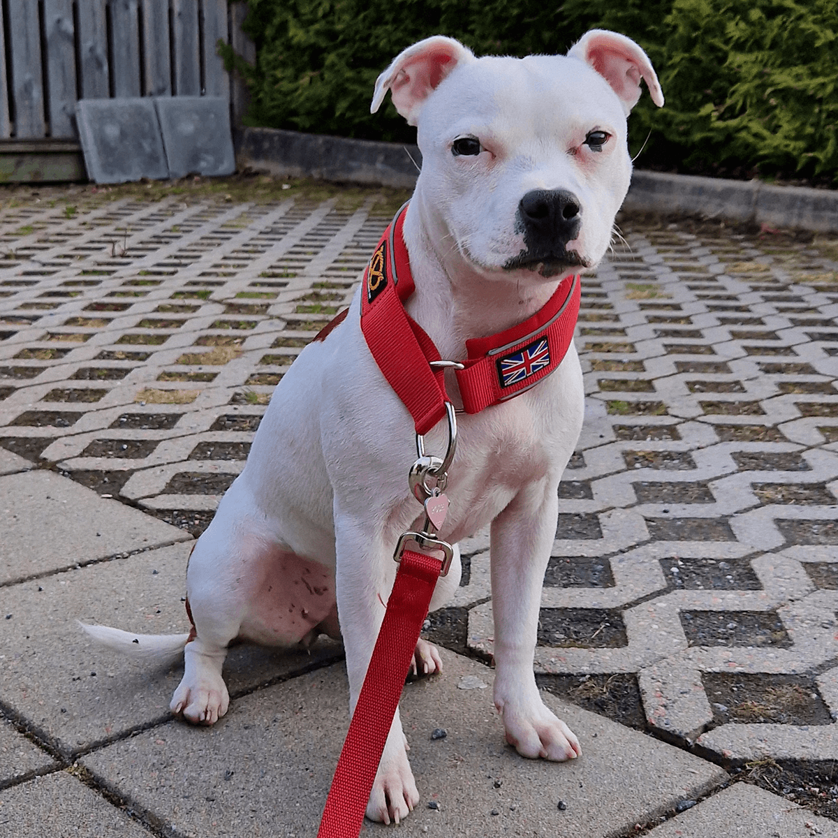 Staffordshire Bull Terrier 1935® Martingale Collar - Red