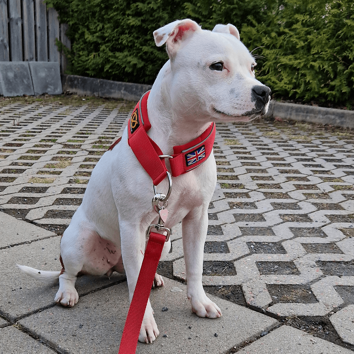 Staffordshire Bull Terrier 1935® Martingale Collar - Red