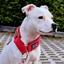 Staffordshire Bull Terrier 1935® Martingale Collar - Red