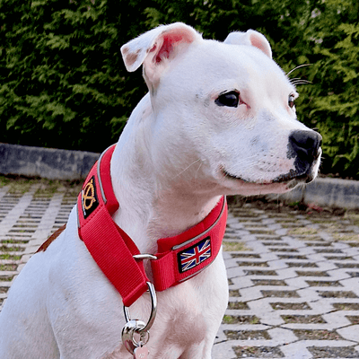 Staffordshire Bull Terrier 1935® Martingale Halsband - Röd