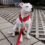 Staffordshire Bull Terrier 1935® Martingale Collar - Red