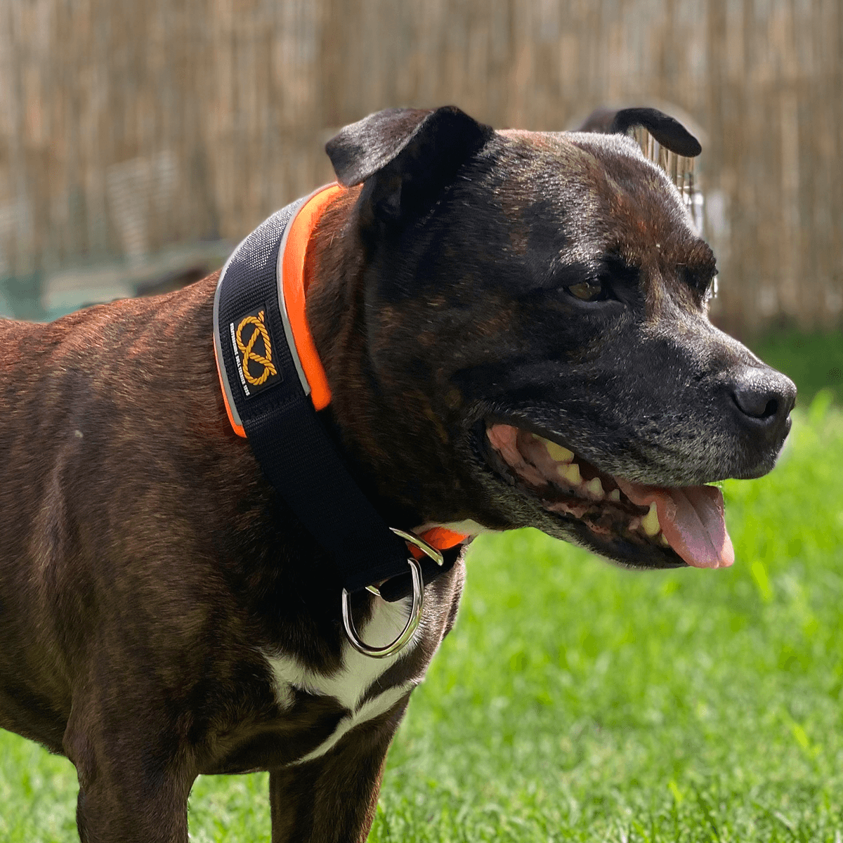 Martingale Half Choke Collar Staffordshire Bull Terrier 1935®