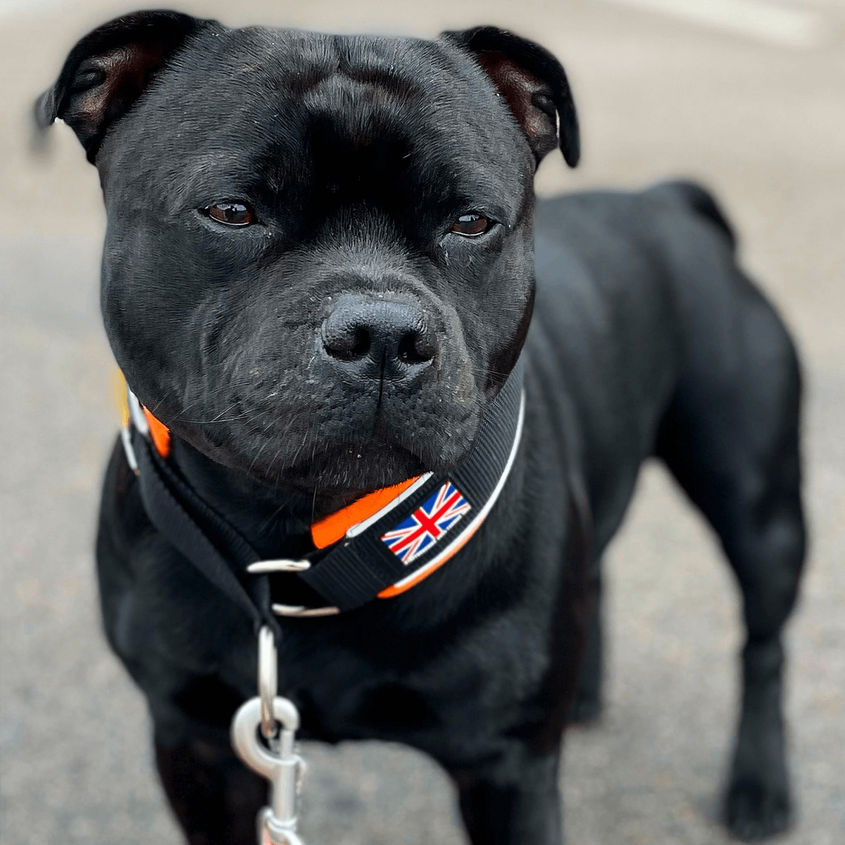 Martingale Half Choke Collar Staffordshire Bull Terrier 1935®