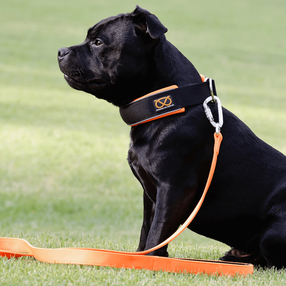 Martingale Half Choke Collar Staffordshire Bull Terrier 1935®