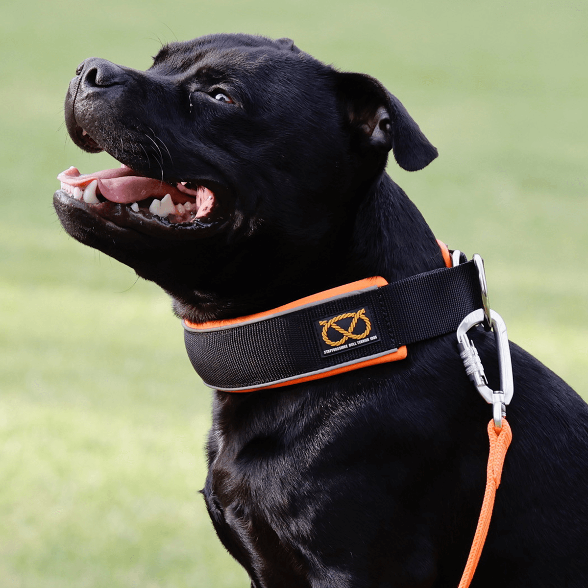 Martingale Half Choke Collar Staffordshire Bull Terrier 1935®