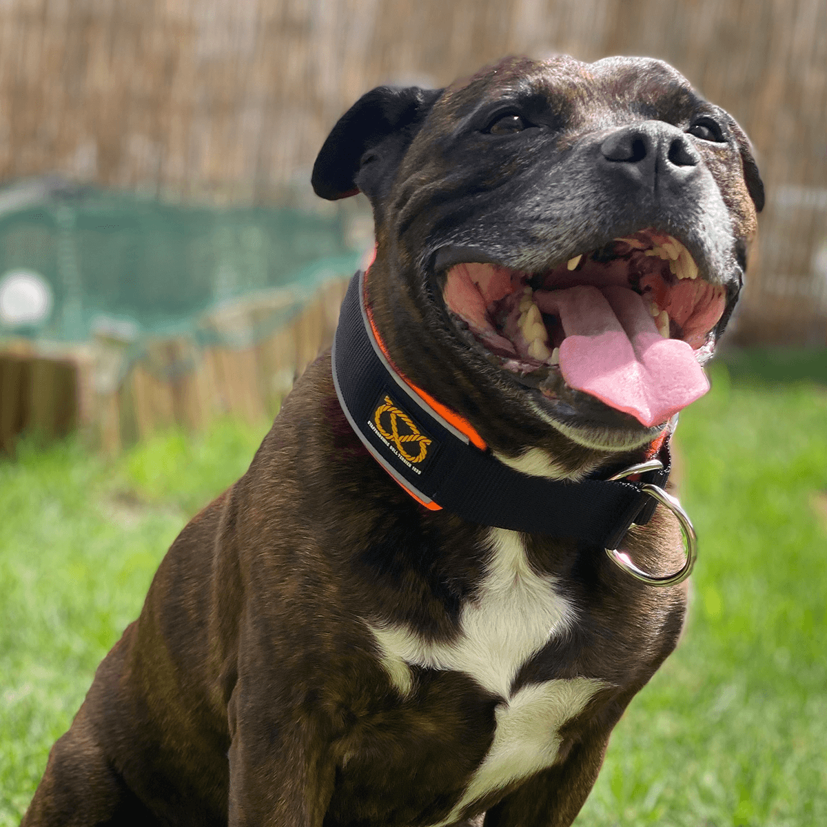 Martingale Half Choke Collar Staffordshire Bull Terrier 1935®