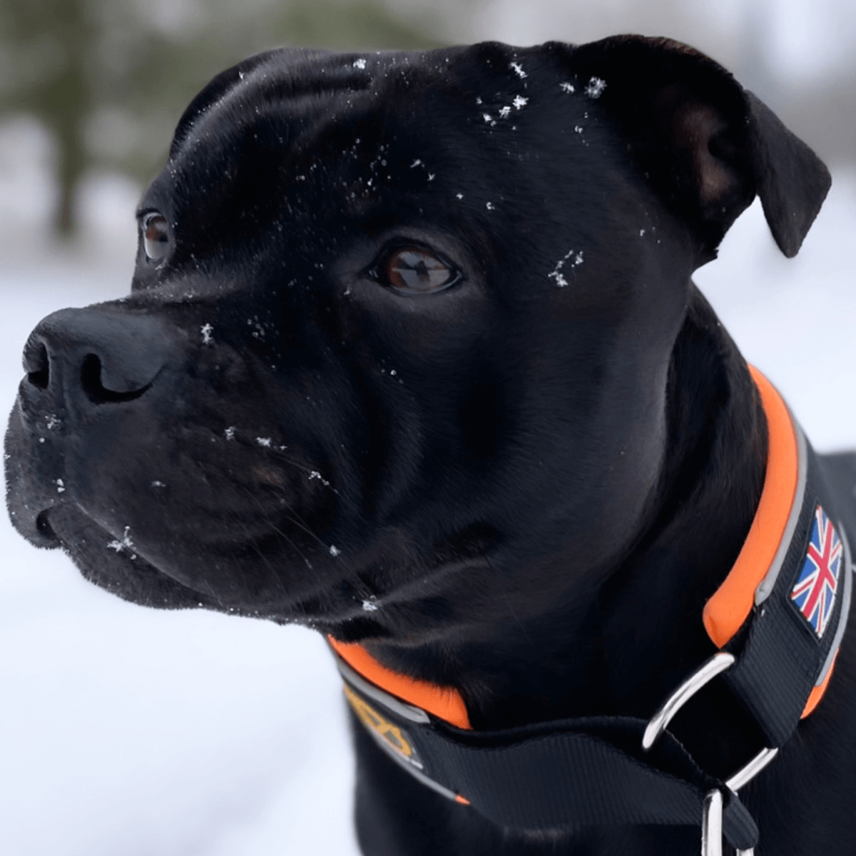 Martingale Half Choke Collar Staffordshire Bull Terrier 1935®