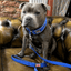 Martingale Half Choke Collar Staffordshire Bull Terrier 1935®