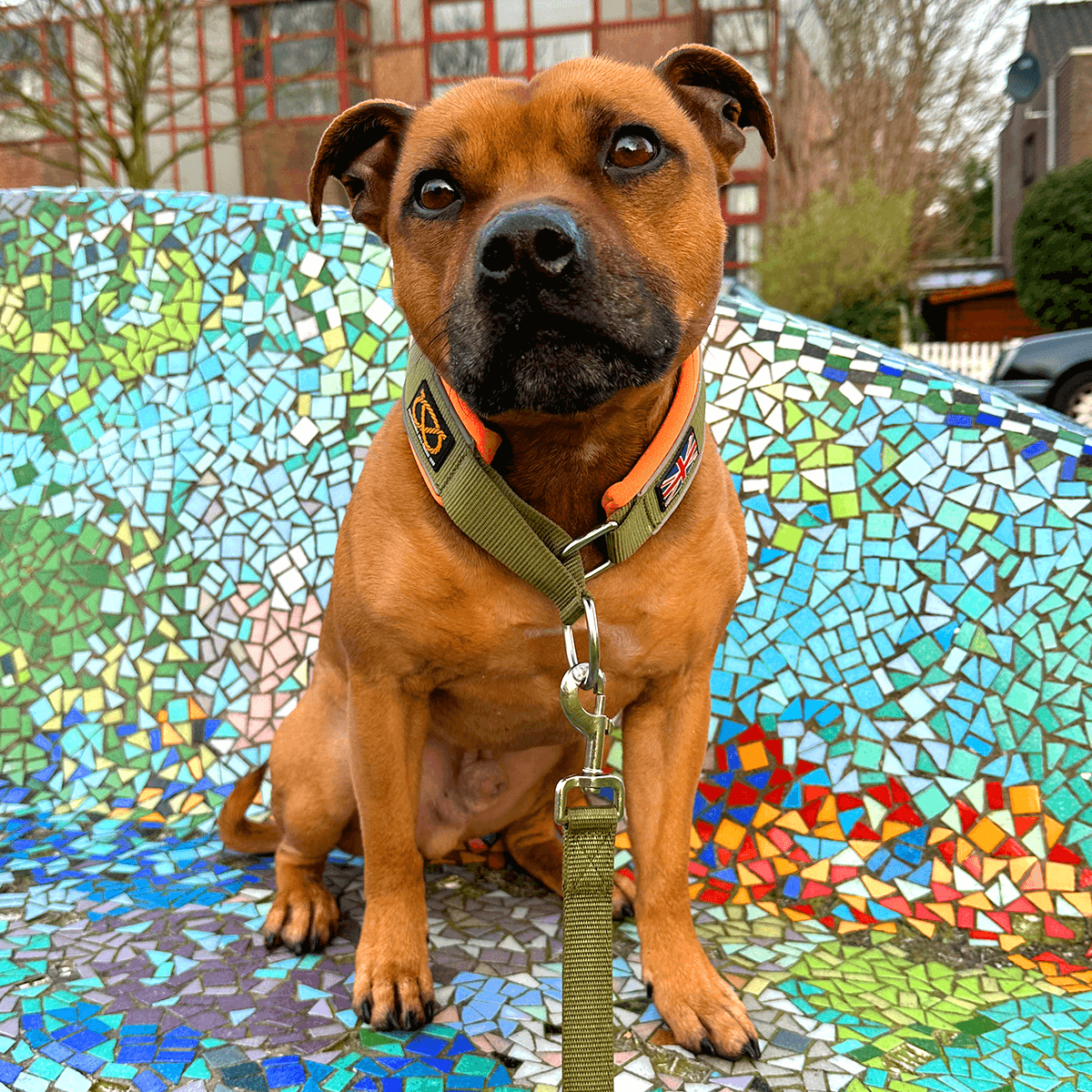 Martingale Half Choke Collar Staffordshire Bull Terrier 1935®