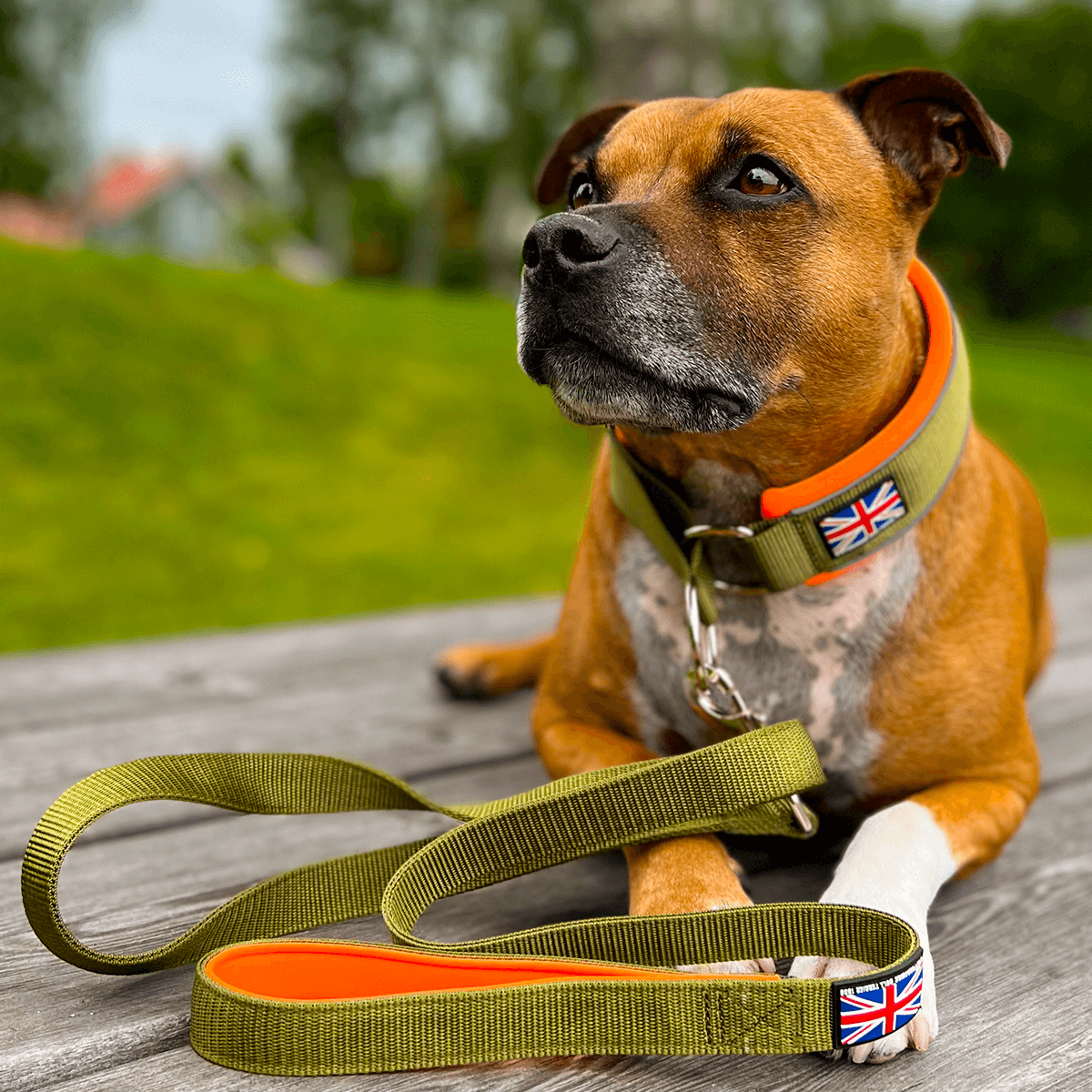 Staffordshire Bull Terrier 1935® Martingale Collar Half Choke