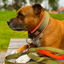 Staffordshire Bull Terrier 1935® Nylon Leash