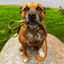 Staffordshire Bull Terrier 1935® Nylon Leash - Stitch Edition - Green & Neon Orange - Carabiner