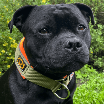 Staffordshire Bull Terrier 1935® Martingale Collar Half Choke