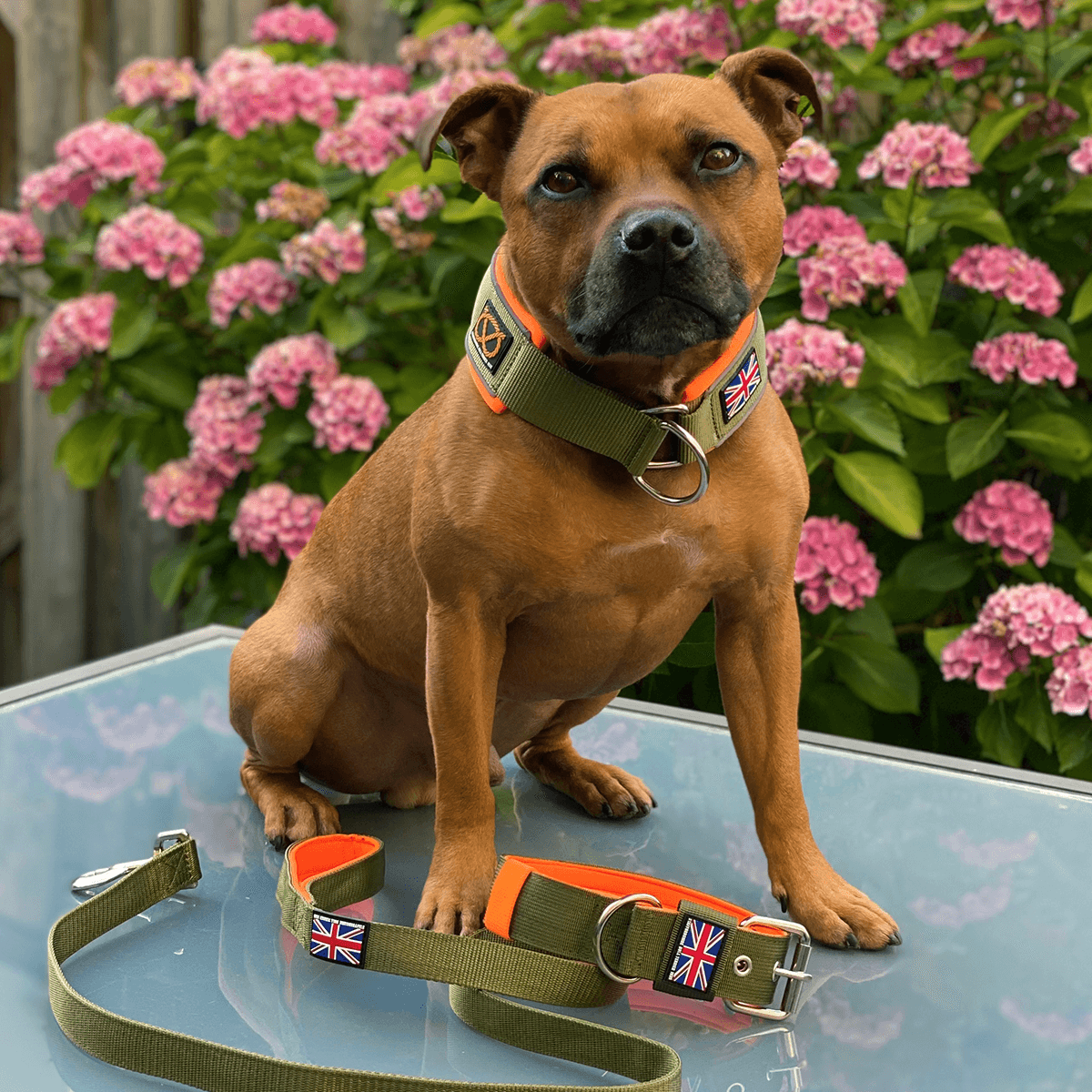 Staffordshire Bull Terrier 1935® Martingale Collar Half Choke