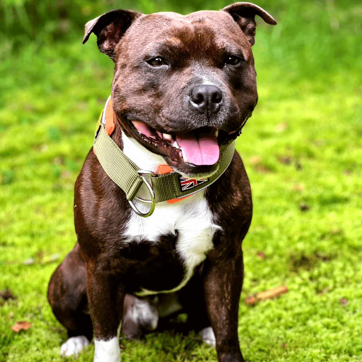 Staffordshire Bull Terrier 1935® Martingale Collar Half Choke