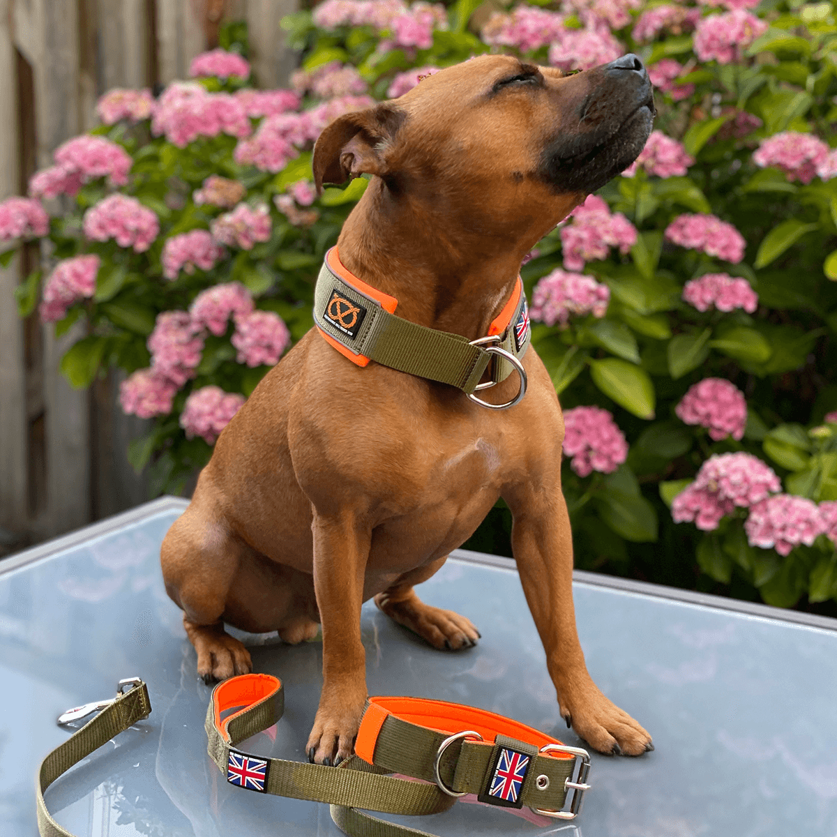 Staffordshire Bull Terrier 1935® Martingale Collar Half Choke