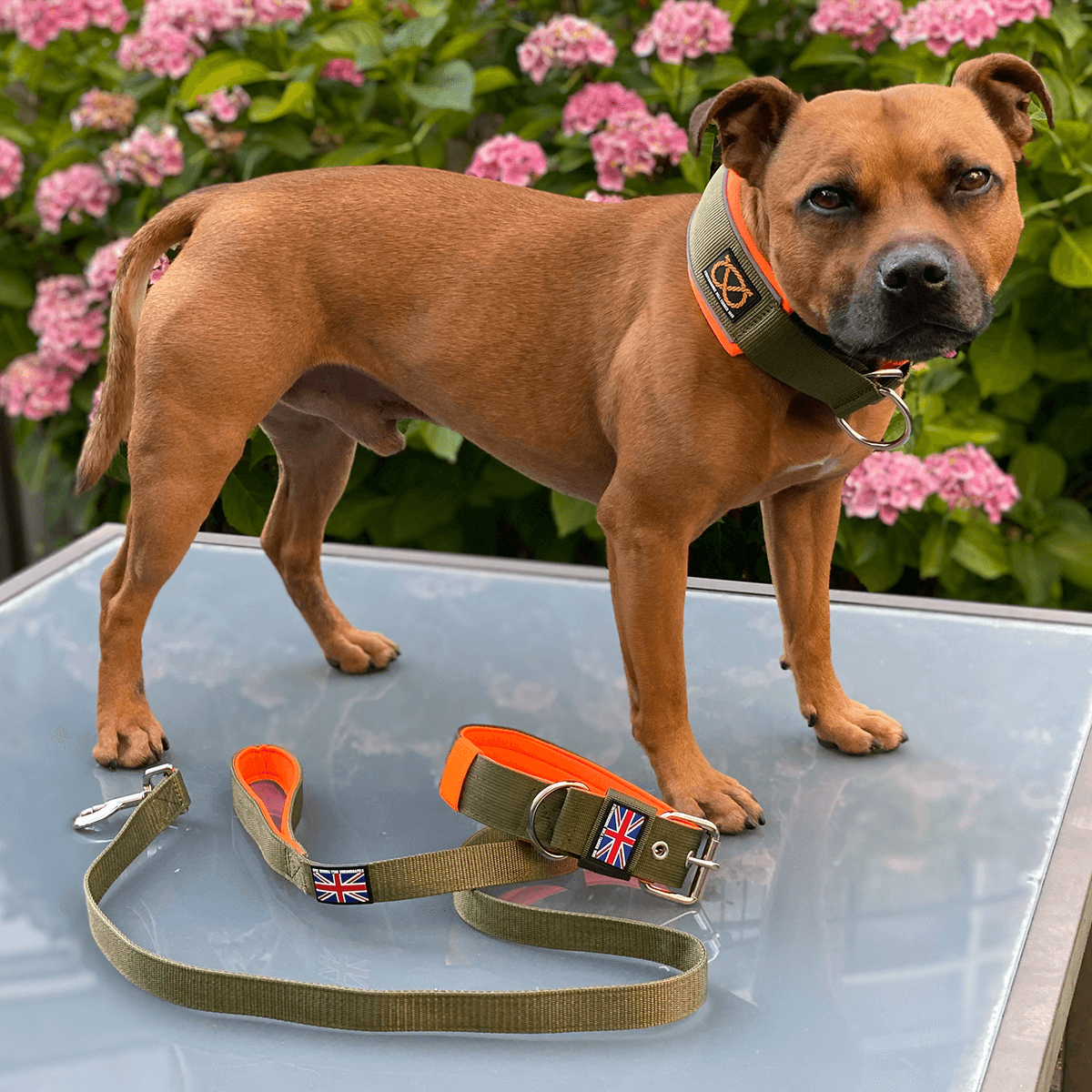 Staffordshire Bull Terrier 1935® Martingale Collar Half Choke