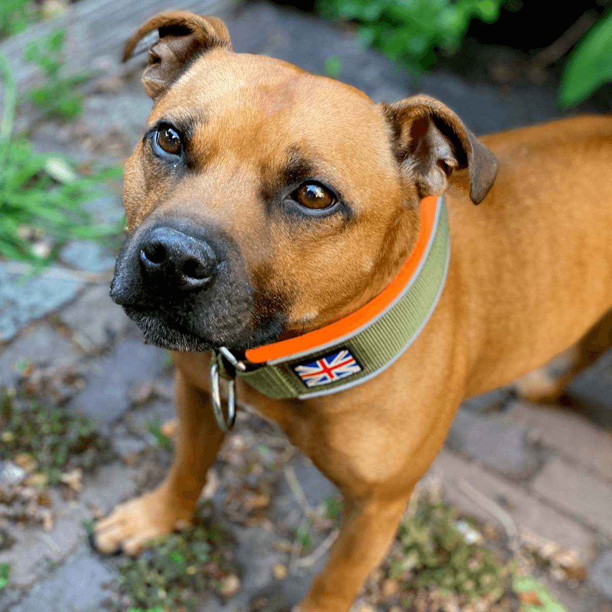 Staffordshire Bull Terrier 1935® Martingale Collar Half Choke